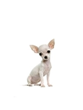 Small dog breed